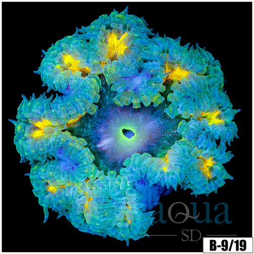 Ultra Grade Rock Flower Anemone