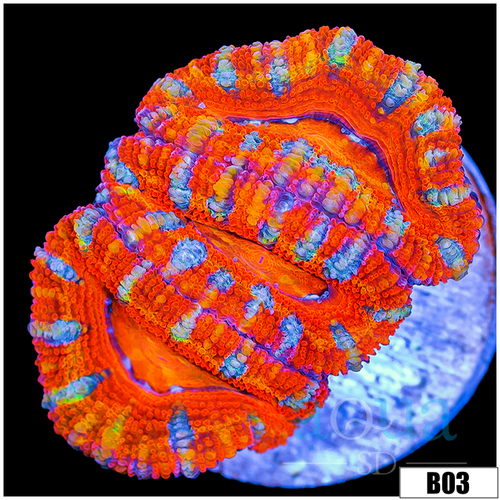 ASD Rainbow Peppermint Acan Lord
