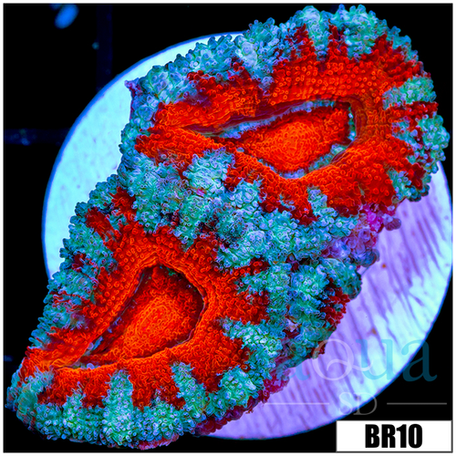 Teal Claw Acan Lord