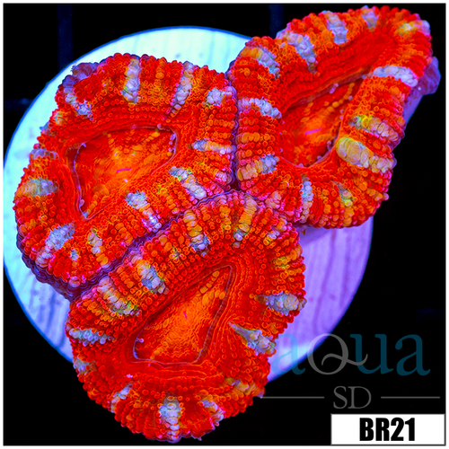 ASD Rainbow Peppermint Acan Lord