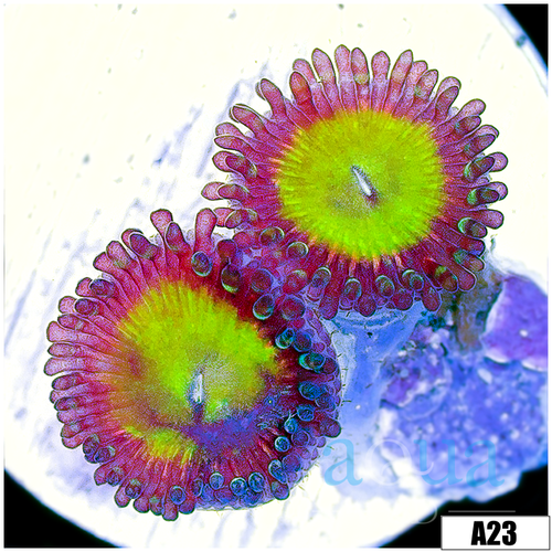 Candy Apple Zoas