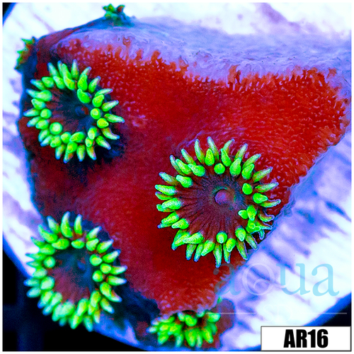 Black Turbinaria