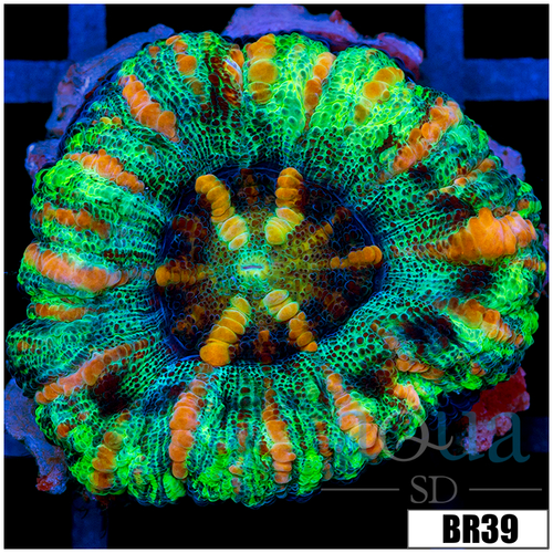 Aussie Tiger Striped Button Scoly