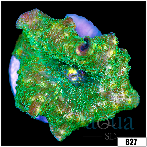 Aussie Camo Discosoma Mushroom