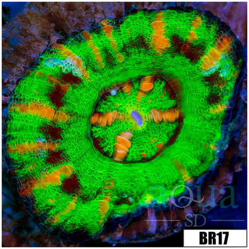 Aussie Nuclear Tiger Striped Button Scoly