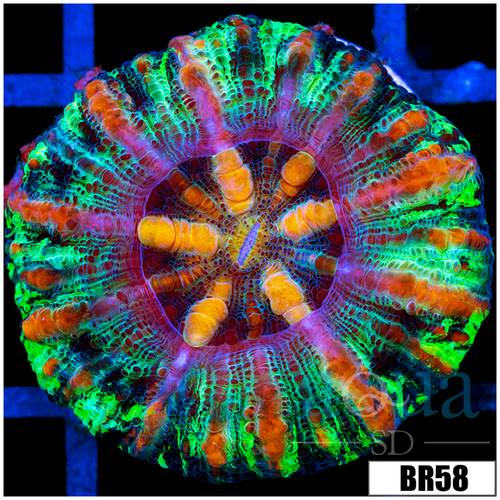 Aussie Tiger Striped Button Scoly
