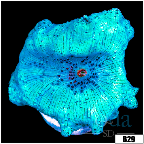Aussie Blue Man Discosoma Mushroom