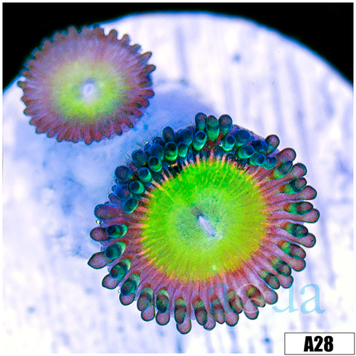 Candy Apple Zoas