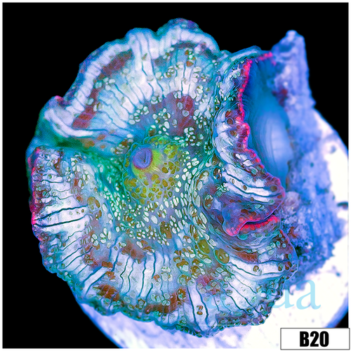 Aussie Camo Discosoma Mushroom