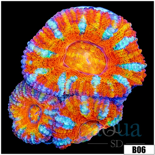 CLEARANCE - ASD Rainbow Peppermint Acan Lord