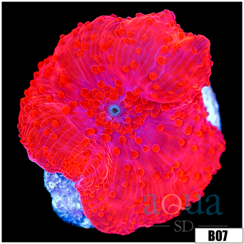 Aussie Deadpool Discosoma Mushroom