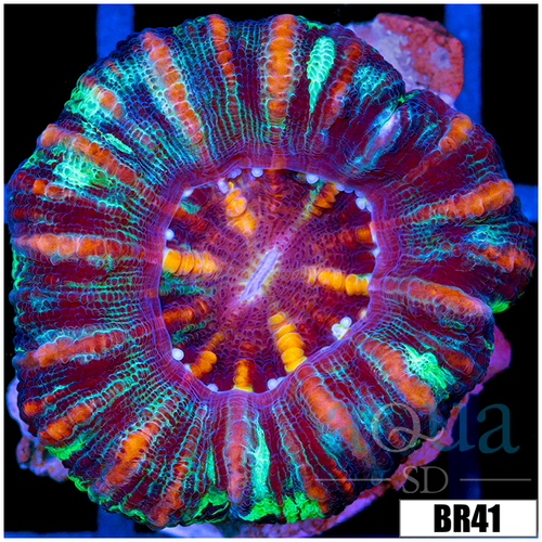 Aussie Tiger Striped Button Scoly