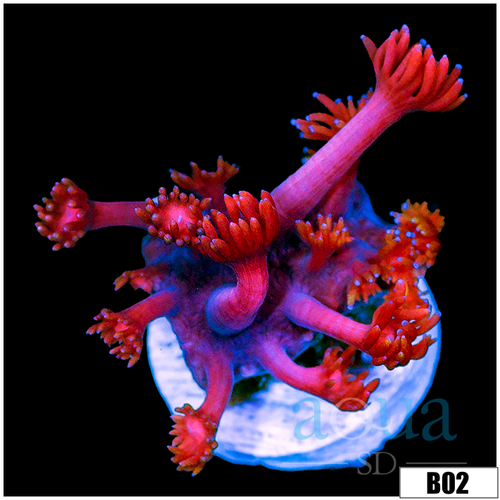 CLEARANCE - Indo Cultured Red Goniopora
