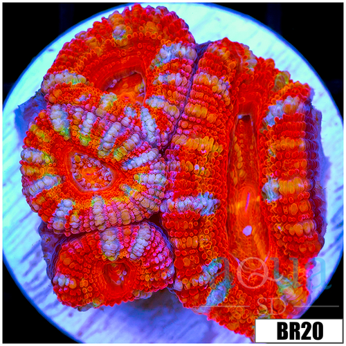 ASD Rainbow Peppermint Acan Lord