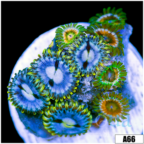 ASD Combo Zoas