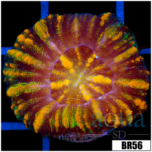 Aussie Tiger Striped Button Scoly
