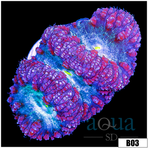 Purple Rim Blasto