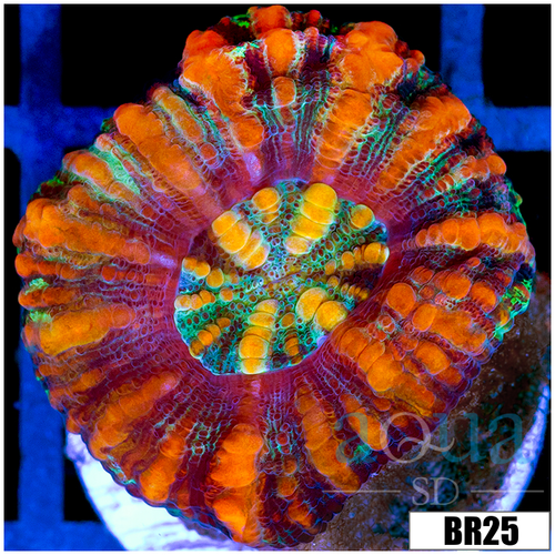 Aussie Tiger Striped Button Scoly