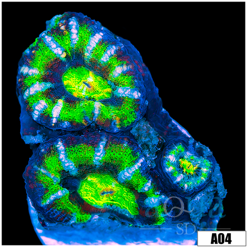 UFO Acan Lord