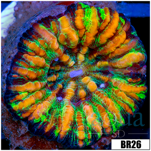 Aussie Tiger Striped Button Scoly