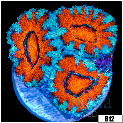 Teal Claw Acan Lord