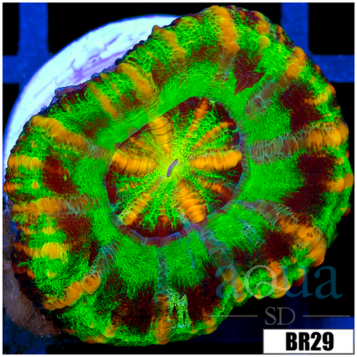 Aussie Nuclear Tiger Striped Button Scoly
