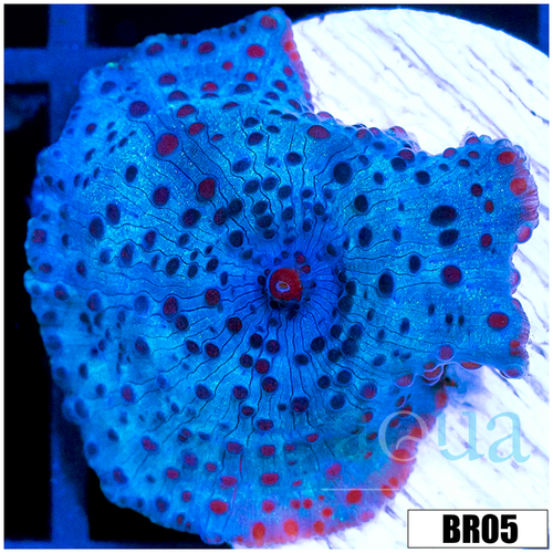 Blue Mans Discosoma Mushroom