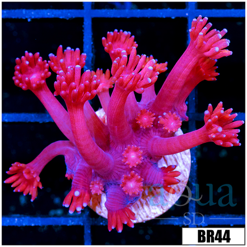 CLEARANCE - Indo Cultured Red Goniopora