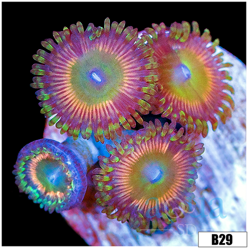Candy Apple Zoas