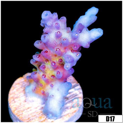 Daydream Acropora