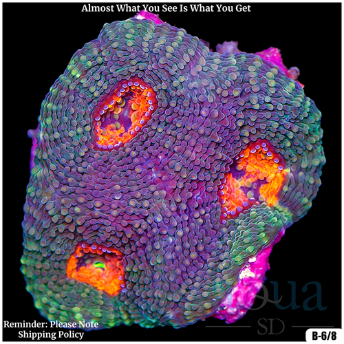 CLEARANCE - Regal Acan Enchinata Multiples Available