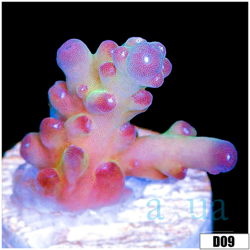 BC Unicorn Bubble Bath Acropora
