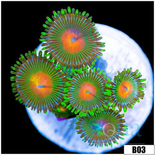 Gator Eyes Zoas