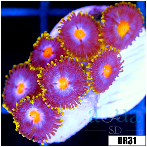 Blow Pop Zoas