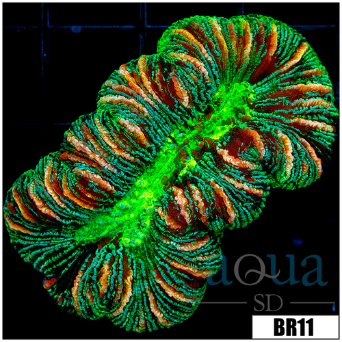 Nuclear Metallic Trachy