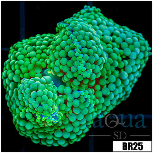 Ultra Florida Ricordea Mushroom