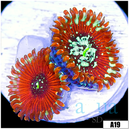 Magician Zoas