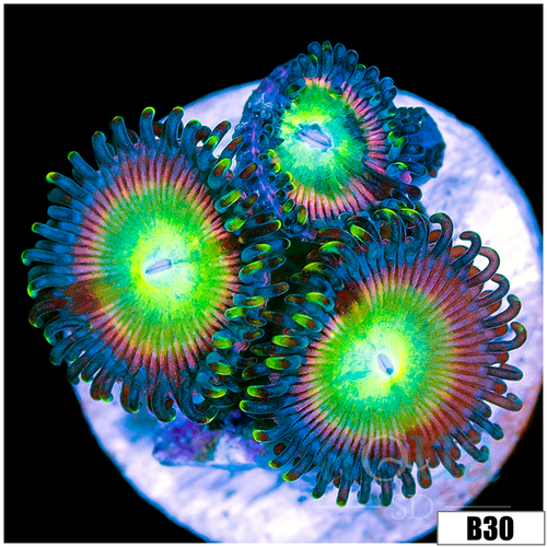 Candy Apple Zoas