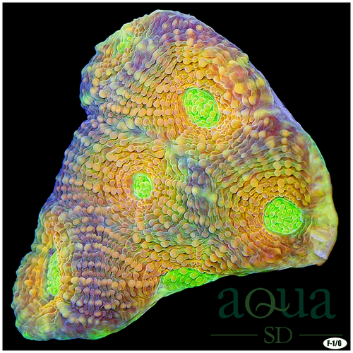 Citrus Acan Enchinata Multiples Available
