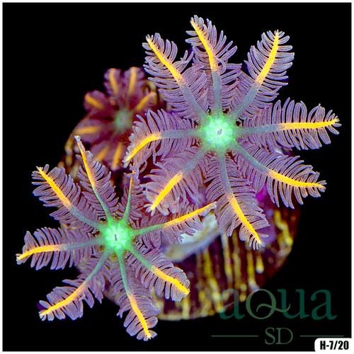 Rainbow Clove Polyps Multiples Available