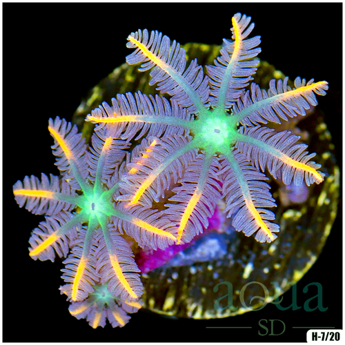 Rainbow Clove Polyps Multiples Available