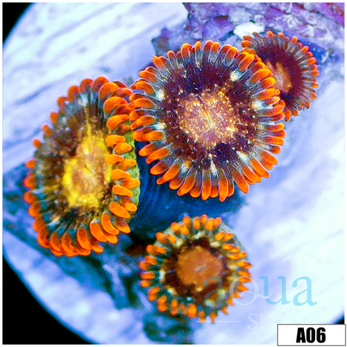 Crimson Galaxy Zoas