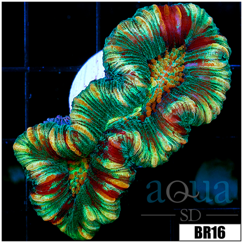 Aussie Neon Splatter Trachy