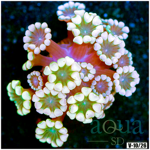Rainbow Alveopora Multiples Available