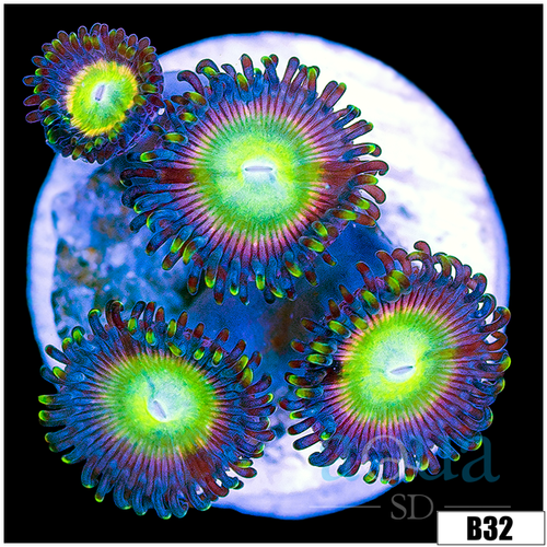 Candy Apple Zoas
