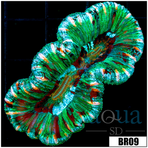 Aussie Neon Splatter Trachy