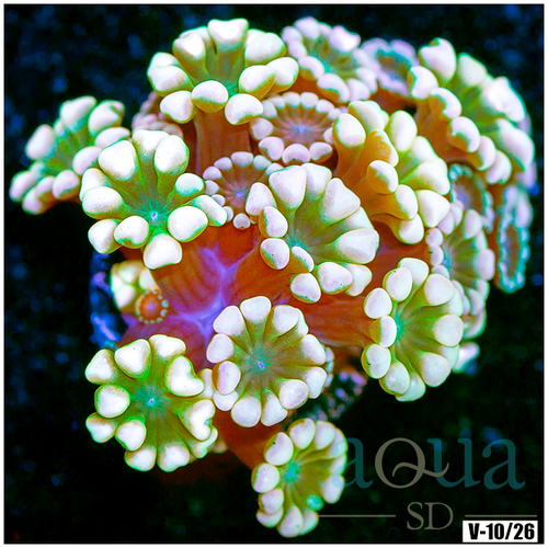 Rainbow Alveopora Multiples Available