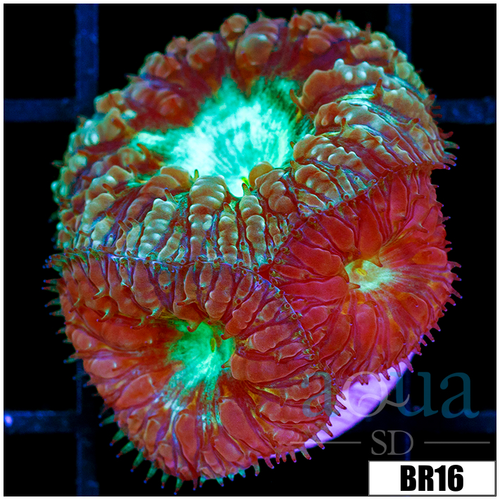 Neon Frost Blasto