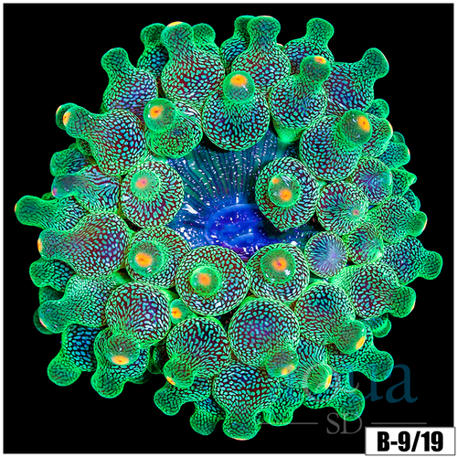 Carrot Bubble Tip Anemone
