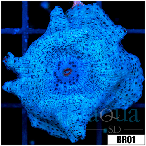 Blue Mans Discosoma Mushroom